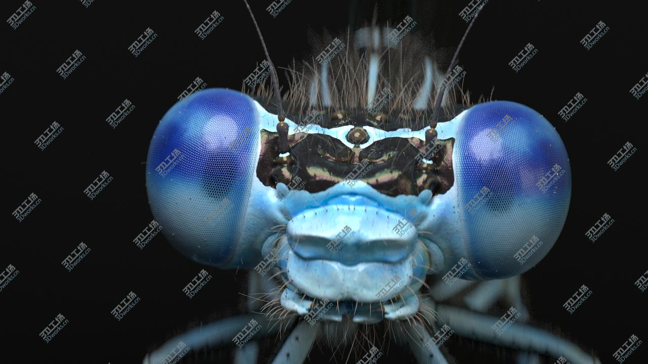 images/goods_img/2021040234/3D Dragonfly for Cinema 4d/2.jpg